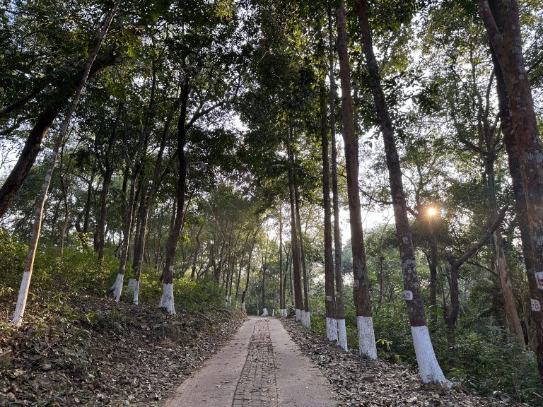 Forest with sunshine at sreemongol Bangladesh