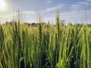 A close-up view of a wheat field under the bright sun, showcasing the lush green stalks and developing wheat heads.