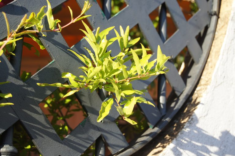 Little green plant peaking through a plastic garden fence