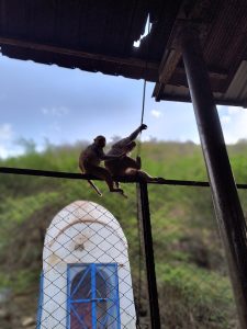 Two monkeys playing on a metal railing under a shelter, with a blue door and trees in the background.
