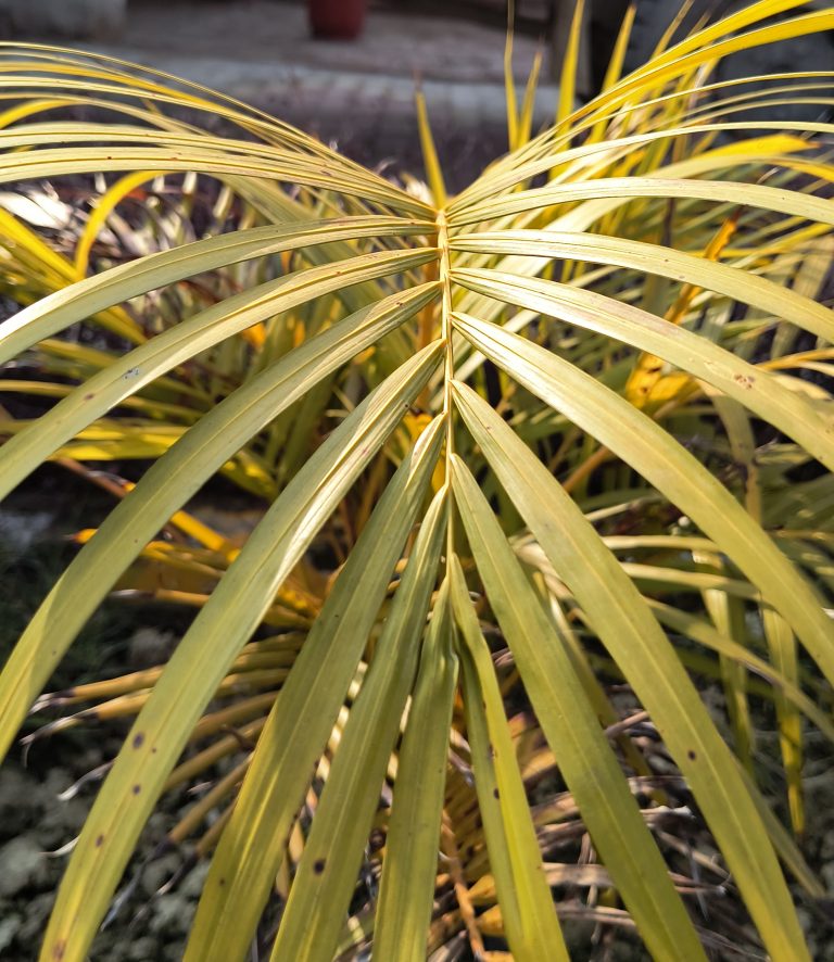 Close-up of yellowing palm fronds with a blurred background.