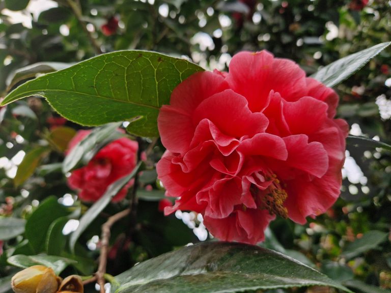 A vibrant red Camellia Reticulata Abbe Berlese flower in focus, surrounded by glossy green leaves, with another bloom slightly out of focus in the background.