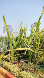 View larger photo: Cactus tree in Divya garden of Kanerimath Kolhapur 