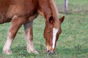 A chestnut horse with a white blaze on its face grazing in a field with a fence in the background.