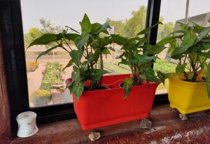 Syngonium plant in pot kept in window
