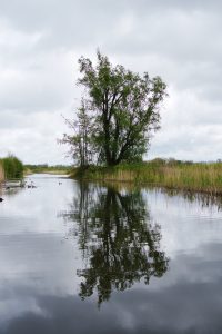 A serene river reflecting a tall tree under a cloudy sky, with surrounding reeds and subtle ripples on the water surface.

