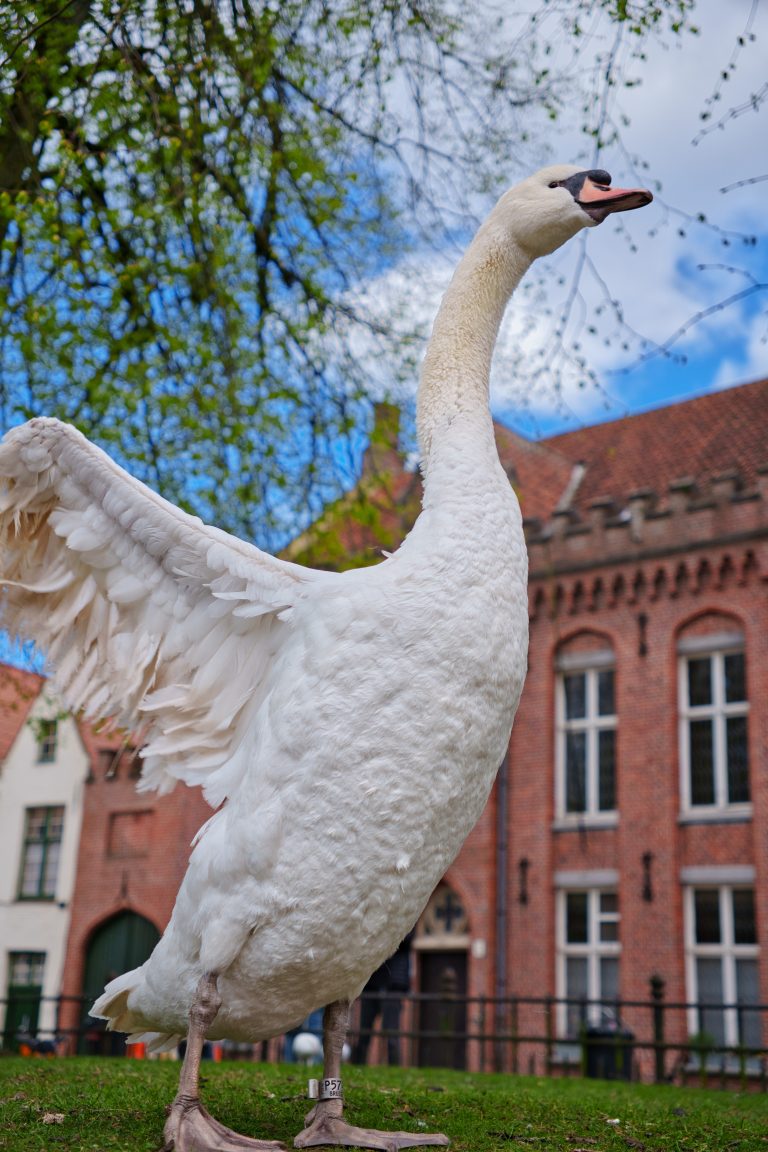 Close up shot from a swan with his wings open.