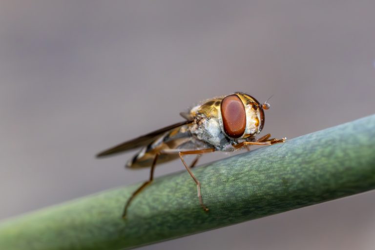 Close-up / Macro photo with shadows of a Marmalade Hoverfly, sitting on a flower stem