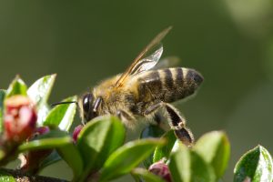 A bee collects nectar from a cotoneaster flower. Closeup with blurred green background.