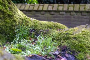 The base of a tree, roots covered in moss, small plants growing between them. Low brick wall in the background