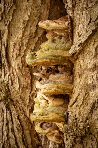 Bracket fungus growing on the side of a tree.