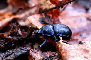 Close-up / Macro photo of a Dor beetle in autumn among leaves and twigs