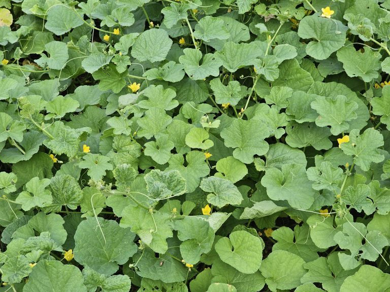 Blonde cucumber vines and flowers thrive in Olavanna, Kozhikode, Kerala.