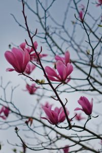 Pink magnolia flowers on the tree