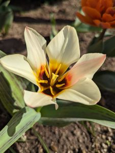 A close-up of a single cream-colored tulip with a yellow and black central pattern and soft-focused orange flowers in the background.
