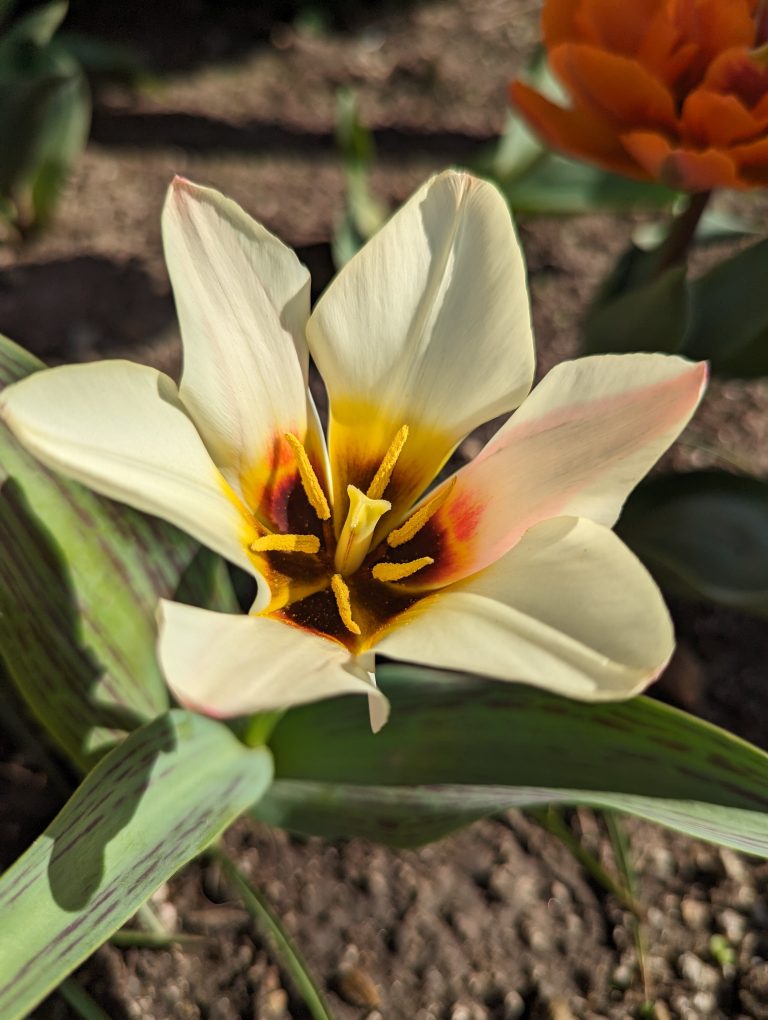 A close-up of a single cream-colored tulip with a yellow and black central pattern and soft-focused orange flowers in the background.