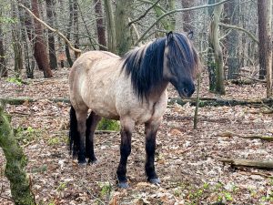 A horse in the woods