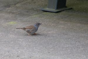 Dunnock (a small bird) on the pavement