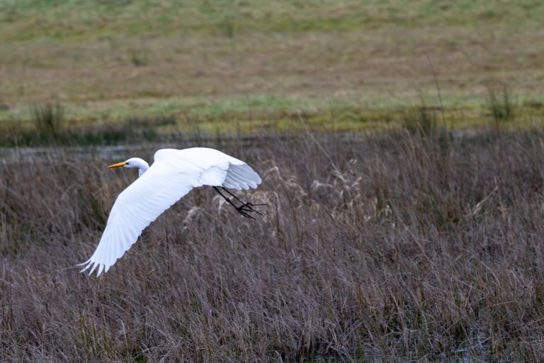 Great egret flying above a meadow