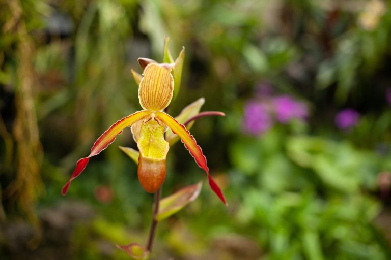 Red and orange flower on a green blurred background