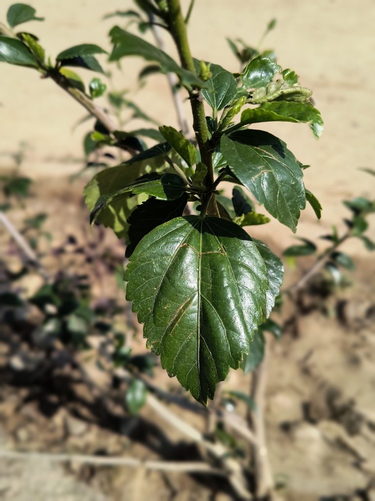 Close-up of a green hibiscus leaf under the sunlight.