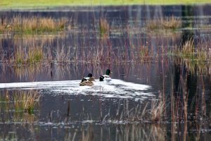 Two male ducks and one female duck in the water of a flooded meadow