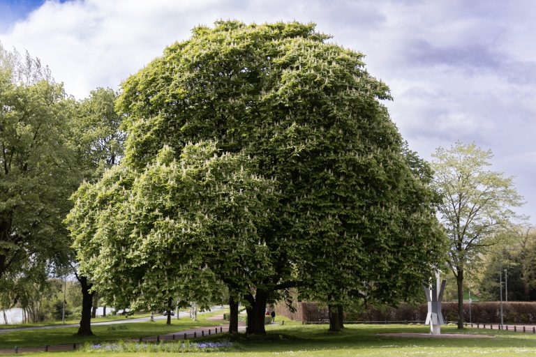 A tree in a park with a cloudy sky