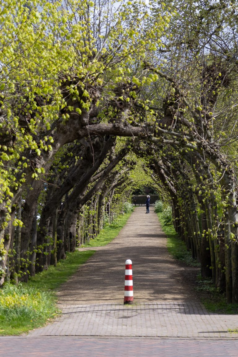 An arch of trees with someone walking their dog at the end