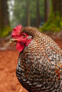 Close-up of a rooster with a speckled feather pattern, a prominent red comb, and wattle.