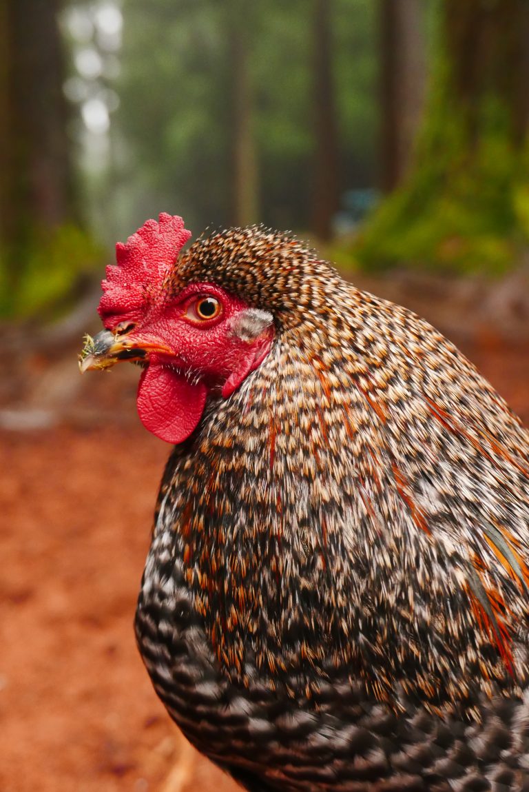 Close-up of a rooster with a speckled feather pattern, a prominent red comb, and wattle.