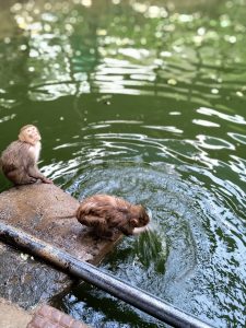 One monkey is playing with the water, splashing it around, while the other is looking upwards.