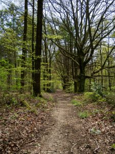 A path in the forest during early spring, with leaves on the ground and a cloudy sky