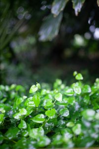Small lime green leaves with dark greens to the edges of the photos and a blurred background