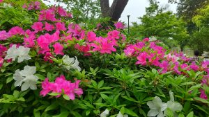 Azalea flower patch in a public garden