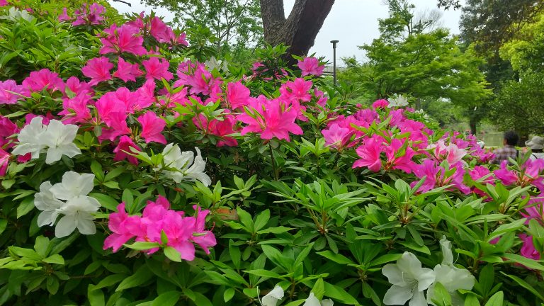 Azalea flower patch in a public garden