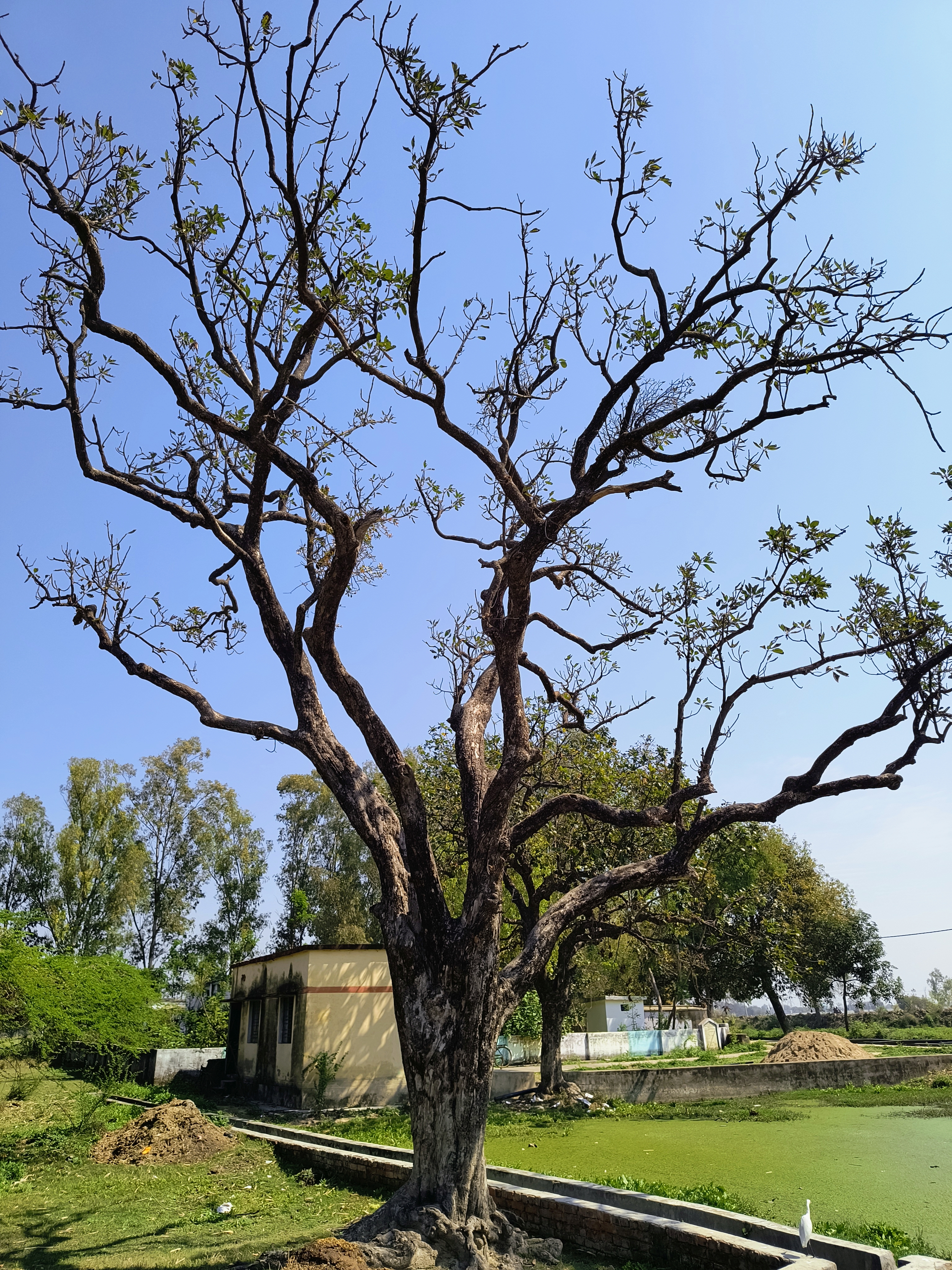 A majestic tree stands tall, its bare branches reaching out to the vast blue sky, creating a serene and tranquil atmosphere.