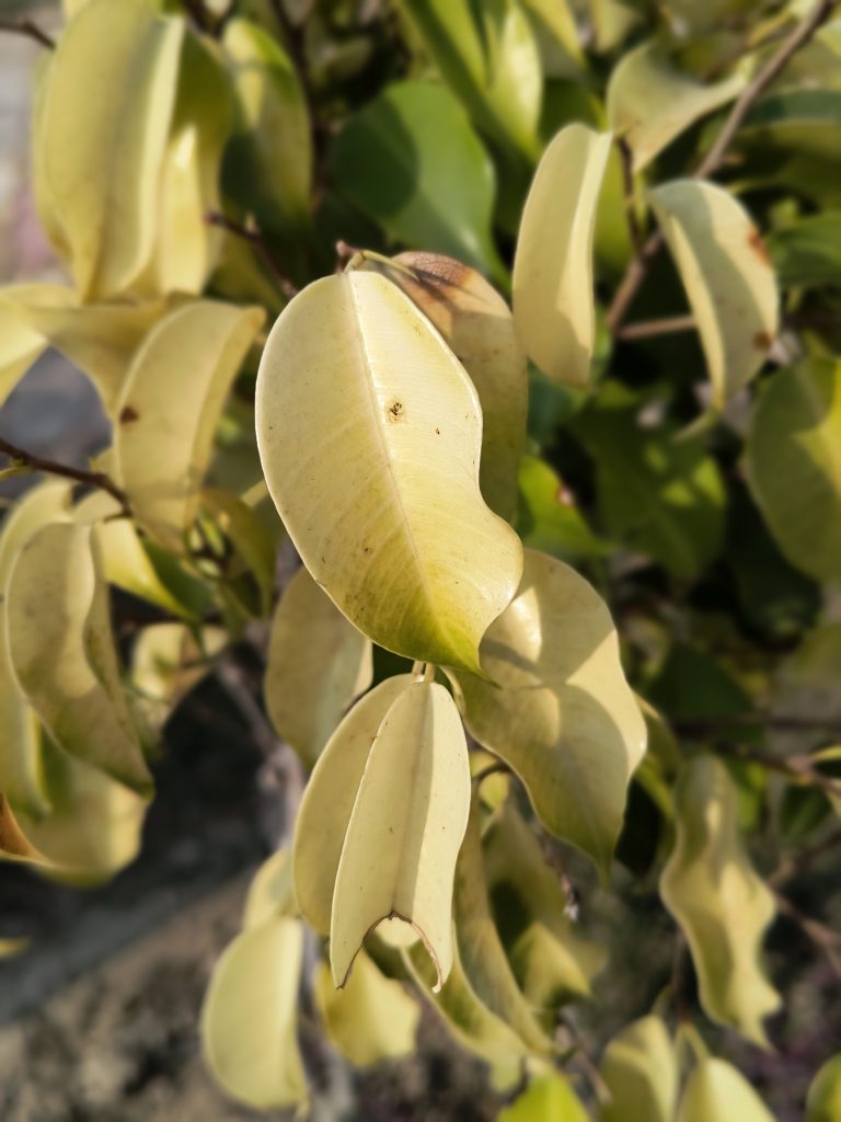 These are yellowing leaves of a plant. The leaves appear to be wilting or drying out, possibly due to lack of water or nutrients.