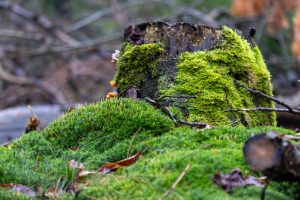 Tree trunk with moss and mushrooms in the forest.