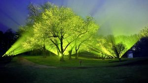 Trees lit up by neon green light at dusk (Illumination: Tree Lights at The Morton Arboretum, Lisle, Illinois)