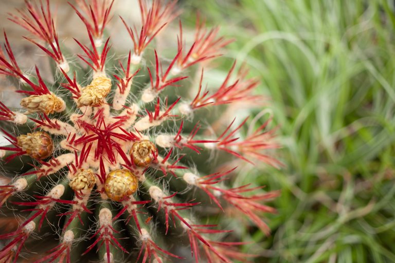 Bright red and yellow cactus flowers with a blurred green background