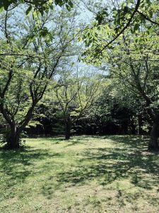 A serene park scene featuring green grass and a variety of lush trees under a bright sky, casting dappled shadows on the ground.