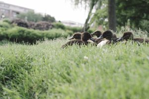 A group of ducklings nestled in tall green grass, with a soft-focused background of a park setting.
