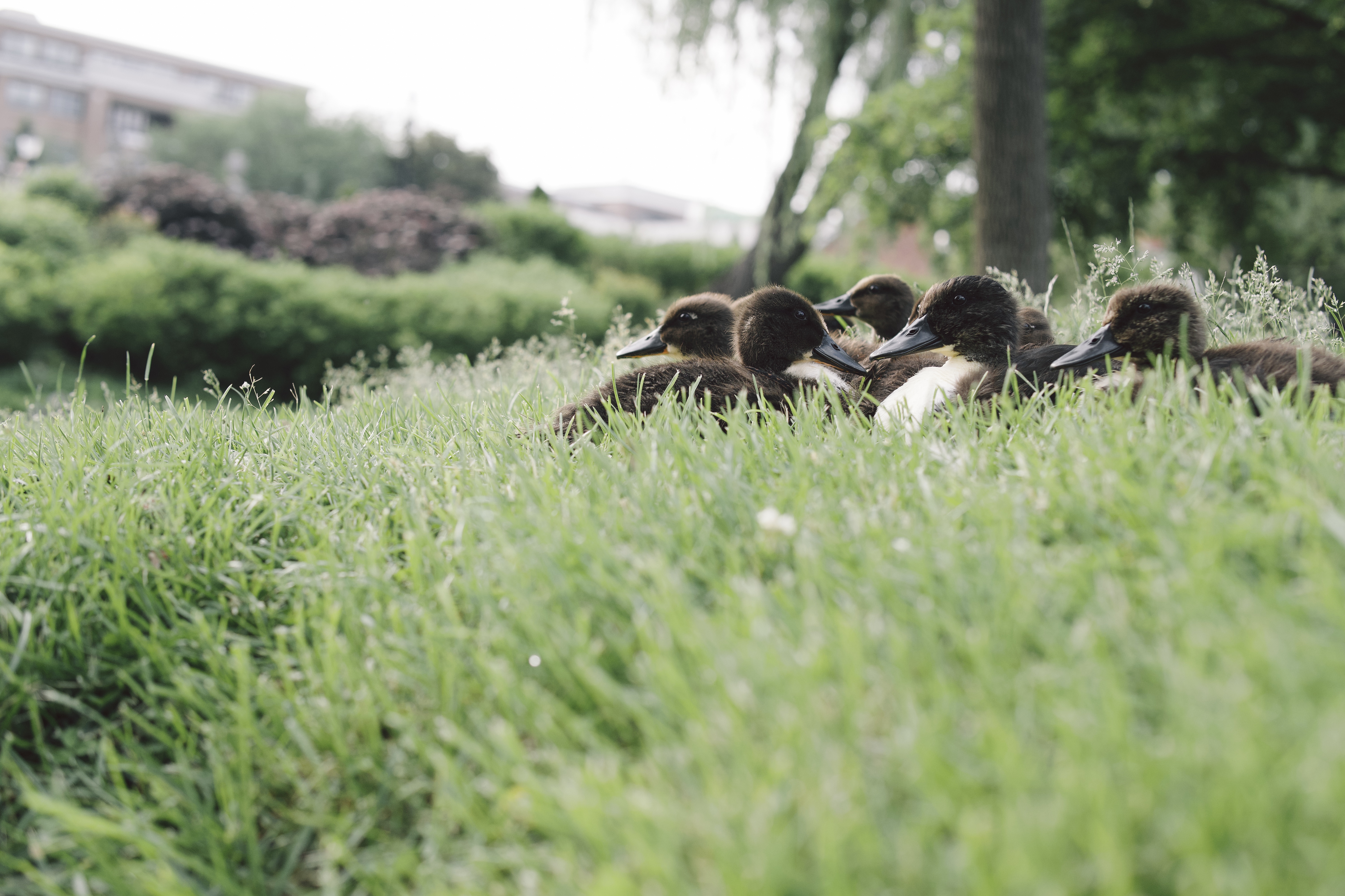 A group of ducklings nestled in tall green grass, with a soft-focused background of a park setting.