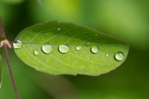 Close-up of a green leaf with several round water droplets on its surface, highlighted against a blurred green background.