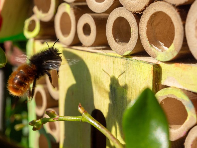 Close-up / macro photo of a Mason bee in flight, building a nest in an insect hotel