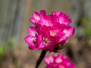 A macro picture of a pink flower with blurred background