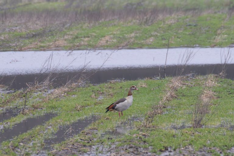 A single Egyptian goose standing on a patch of grass near a body of water, with a field of grass in the background.