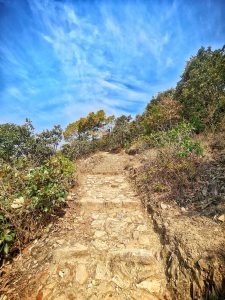 A scenic trail flanked by lush trees, bordered by stone steps, under a clear blue sky.