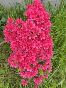 A cluster of vibrant pink azalea flowers in full bloom with surrounding green grass and foliage.