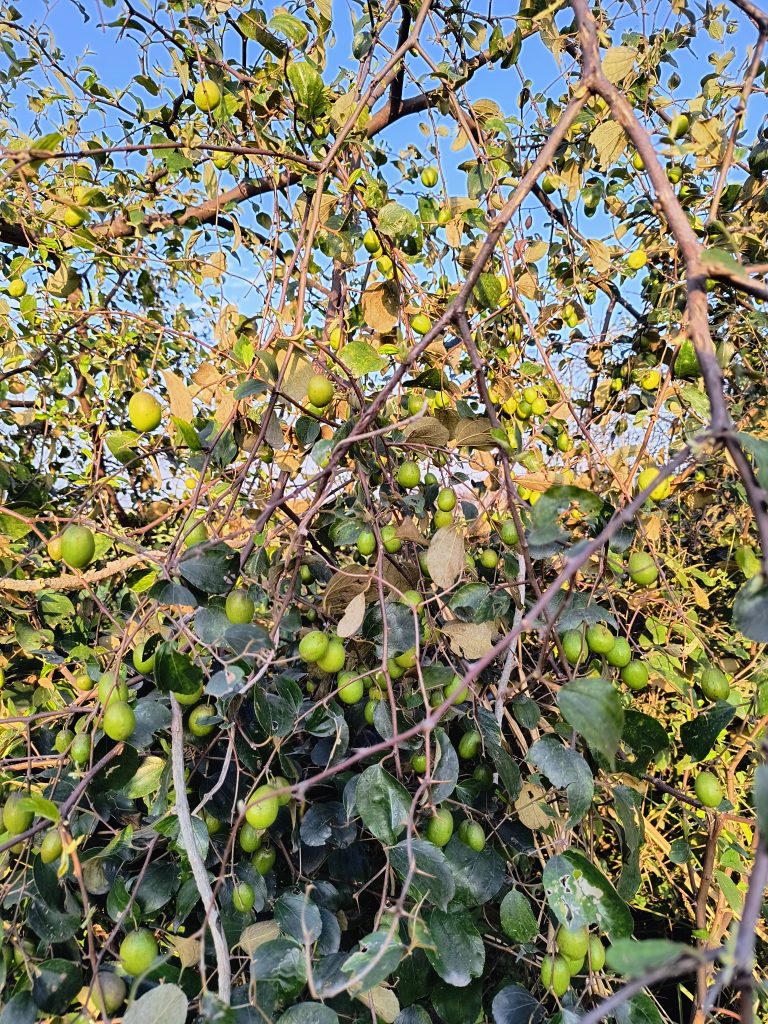 A tree laden with unripe green berries against a backdrop of green leaves, under a clear blue sky.